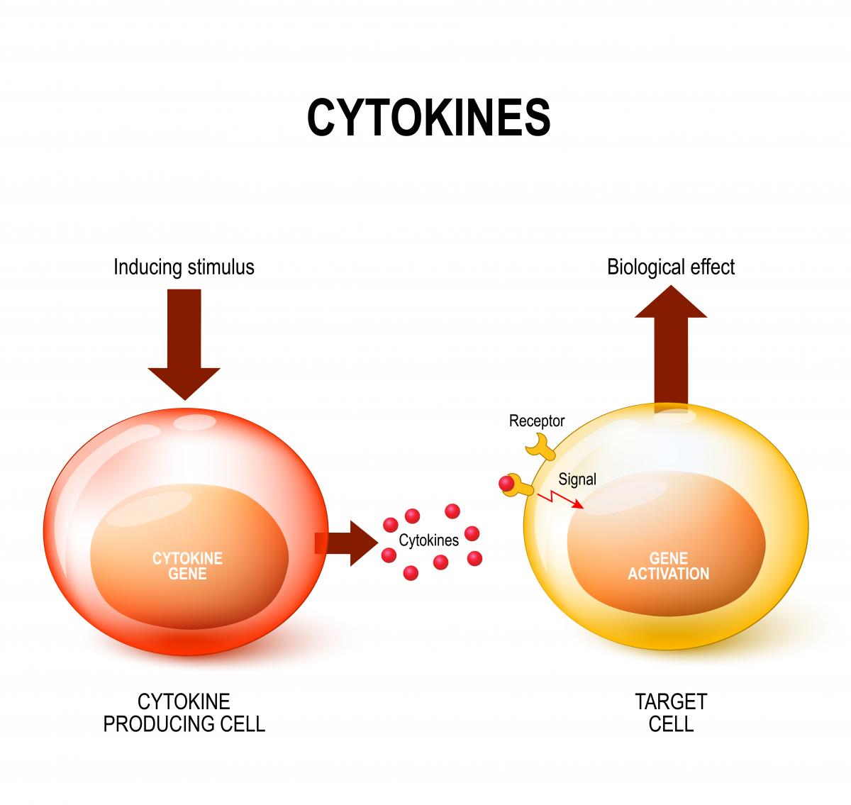 схема работы цитокинов 