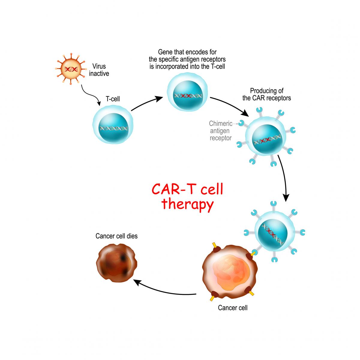 схема работы CAR-T клеточной терапии