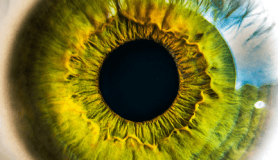 Глаз человека